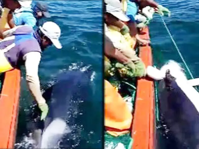Chimbote: pescadores rescatan a una orca que quedó atrapada en las redes de su embarcación