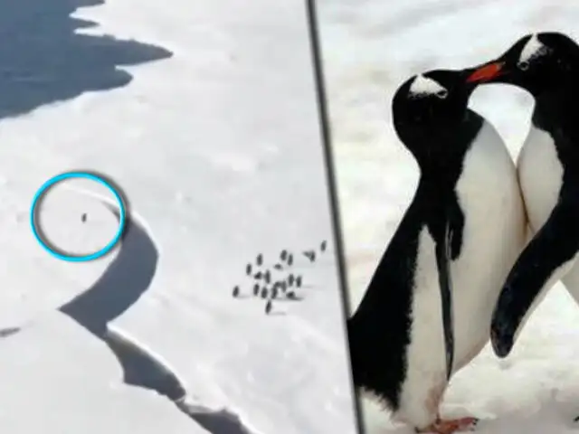 Este fue el tenso momento vivido por un pingüino para salvar su vida