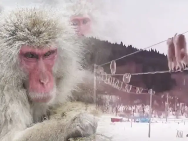 En época invernal: la habilidad de un grupo de monos en Japón se vuelve viral