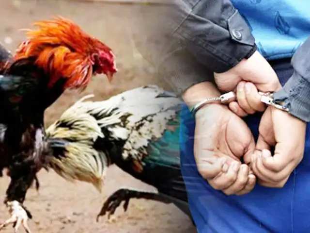 España: arrestan a 182 personas en campeonato ilegal de pelea de gallos
