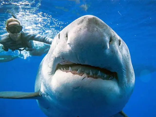 Deep Blue: registran en video al tiburón blanco más grande del mundo