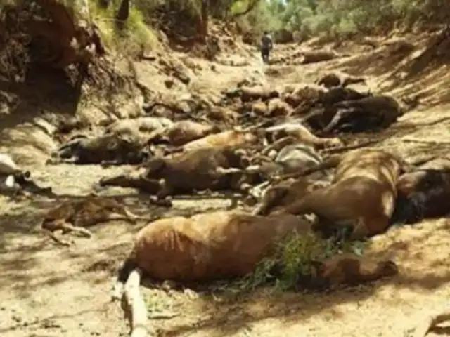 Australia: caballos mueren de sed en la ola de calor