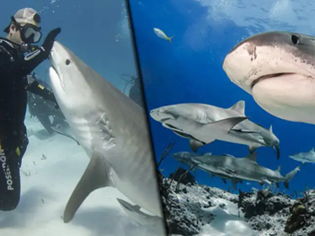 Nadando con tiburones: buzos arriesgan sus vidas para obtener impresionantes imágenes