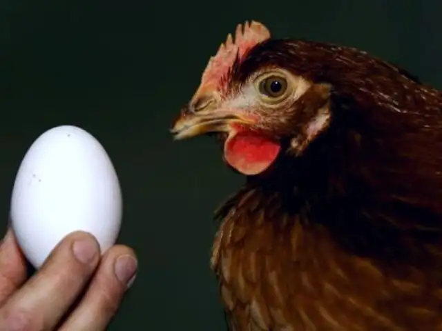 Científicos peruanos logran que gallinas desarrollen huevos con anticuerpos contra el COVID-19