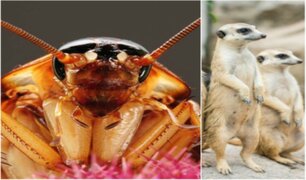 San Valentín: zoológico ofrece poner el nombre de tu ex a una cucaracha