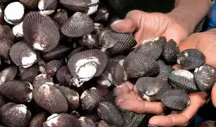 Produce anuncia veda de conchas negras a partir del 15 de febrero