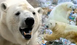 Invasión masiva de osos polares atemoriza a una comunidad en Rusia