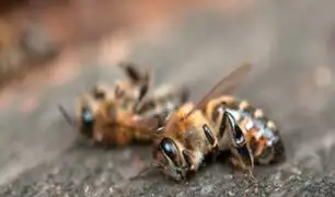 Los insectos están desapareciendo del planeta en tiempo récord