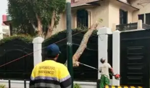 Barranco: harán informe sobre estado de árboles tras caída en Av. Sáenz Peña