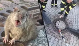 Alemania: bomberos rescatan a una enorme rata que estaba atorada en alcantarilla