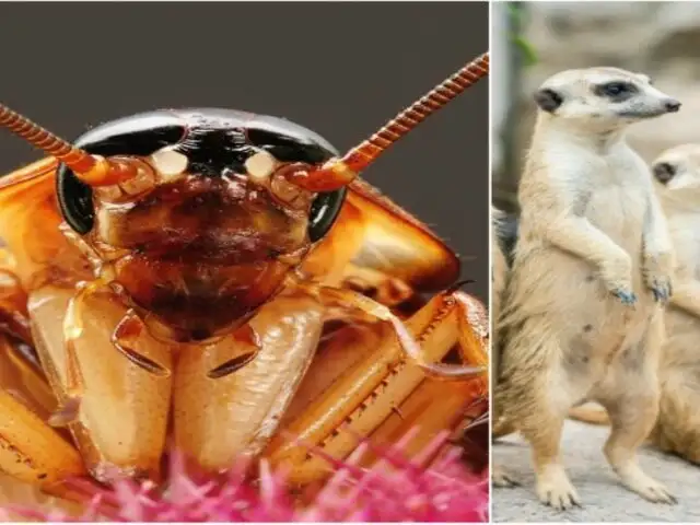 San Valentín: zoológico ofrece poner el nombre de tu ex a una cucaracha