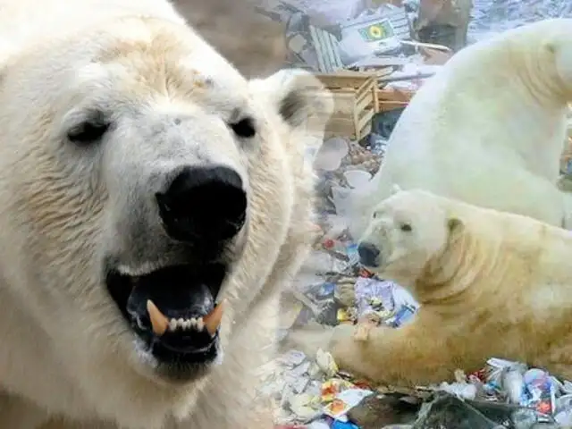 Invasión masiva de osos polares atemoriza a una comunidad en Rusia