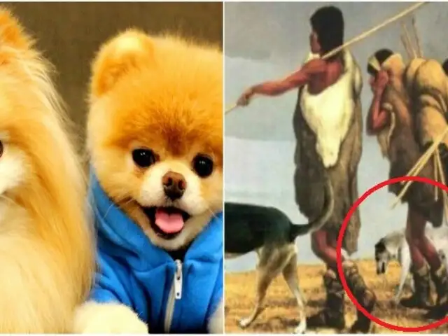 Estudio revela que el hombre Neolítico ya trataba al perro como su mejor amigo
