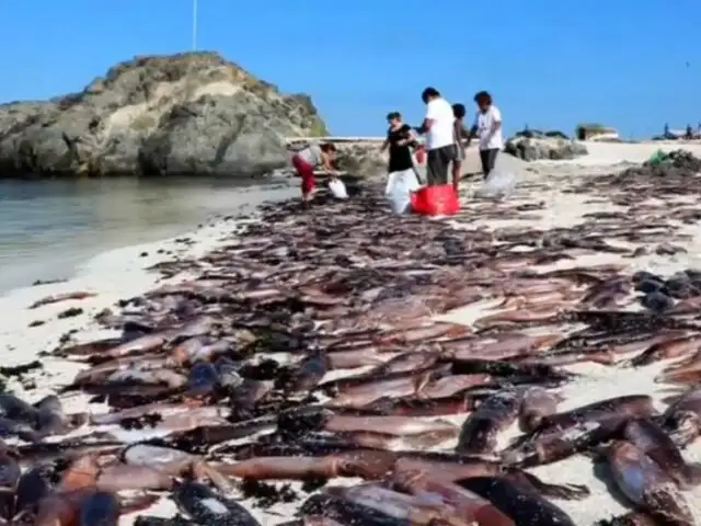 Chile: conmoción por miles de sepias muertas en la costa