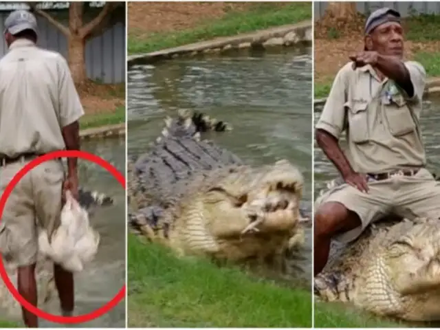 VIDEO: hombre alimenta a cocodrilo con un pollo vivo