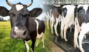 Bélgica: evalúan cobrar impuestos a ganaderos por las flatulencias de sus vacas