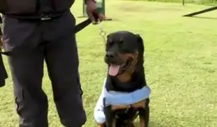 San Isidro: protegen a perros con “chalecos refrigerantes” ante intenso calor