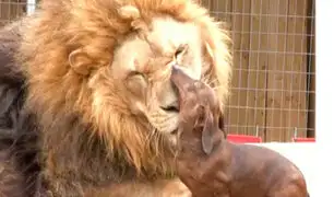 Esta es la conmovedora amistad de un perro salchicha y un león