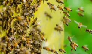 Yurimaguas: alumnos y profesores fueron picados por enjambe de abejas