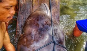 Filipinas: ballena murió con 40 kilos de plástico en el estómago