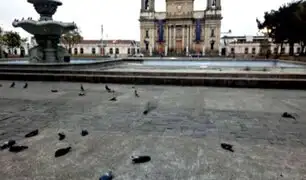 Cientos de palomas fueron envenenadas en Plaza de la Constitución