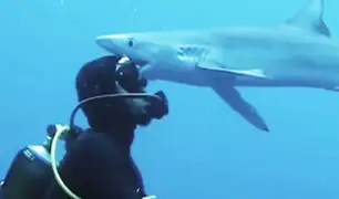 Sudáfrica: tiburón le da un “beso” a un buzo en el océano