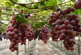 Perú se ubica como tercer exportador mundial de uva fresca