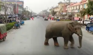 Elefante salvaje causa daños en el centro de una ciudad en China