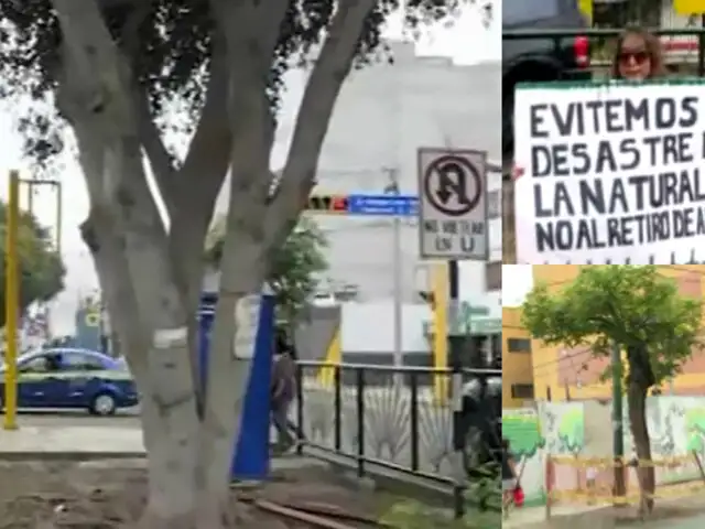 Surco: protestan por tala de árboles para ampliación de avenida Benavides