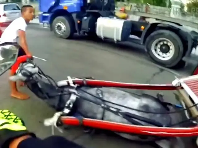 VIDEO: yegua se desploma tras ser obligada a arrastrar pesado carruaje