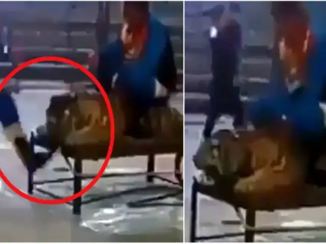 Indignante: hombres maltratan a tigre en circo [VIDEO]