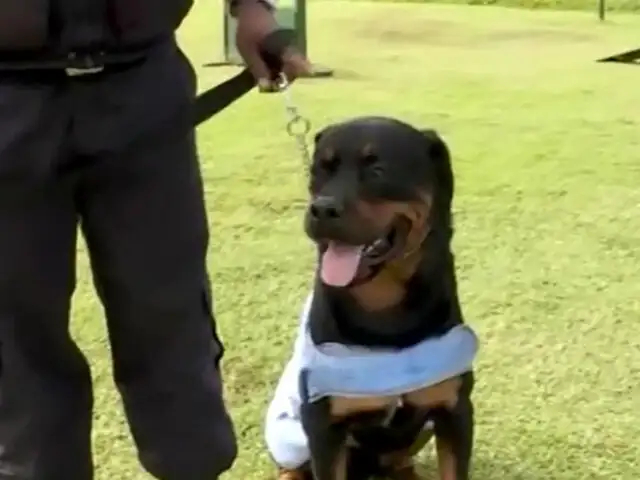San Isidro: protegen a perros con “chalecos refrigerantes” ante intenso calor