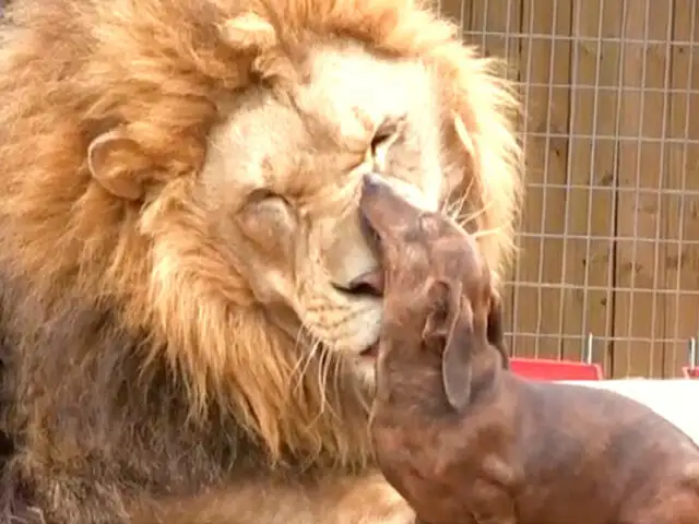 Esta es la conmovedora amistad de un perro salchicha y un león