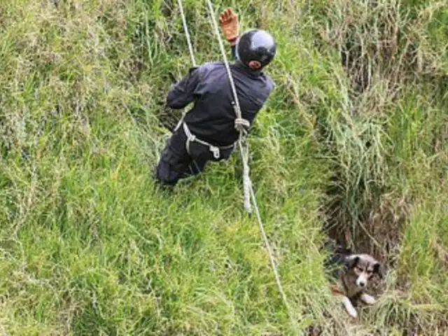 Jauja: perro que cayó por acantilado fue rescatado por bomberos y montañistas