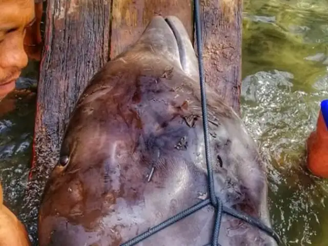 Filipinas: ballena murió con 40 kilos de plástico en el estómago