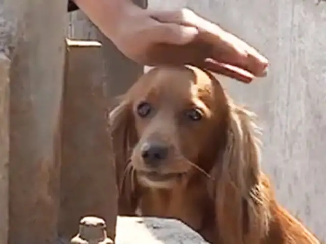 Callao: policías rescatan a perrita perdida en acantilado de La Costanera