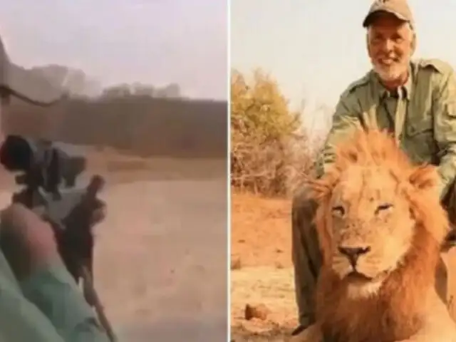 Zimbabue: indignación por cazador que mató a un león mientras dormía