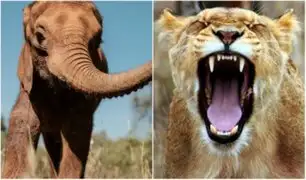 ¿Karma? Cazador furtivo fue asesinado por elefante y devorado por leones