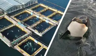 Rusia: liberarán a ballenas y orcas del cautiverio