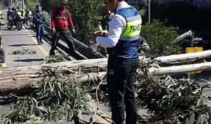 Surco: árbol cae sobre área de juegos de colegio inicial