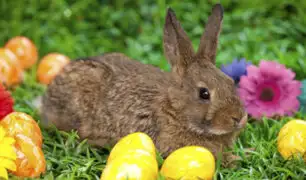 ¿Qué relación guardan el conejo y huevo de Pascua con la Semana Santa?