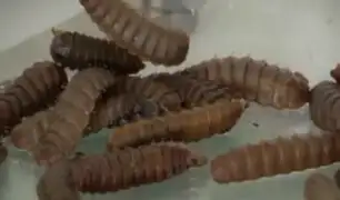 México: emplean método de comer insectos para bajar de peso
