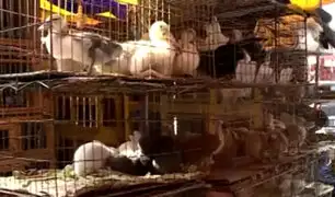 La Victoria: animales de corral son vendidos de manera ilegal