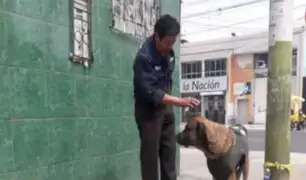 Arequipa: perro conmueve por esperar en la calle a su amo fallecido