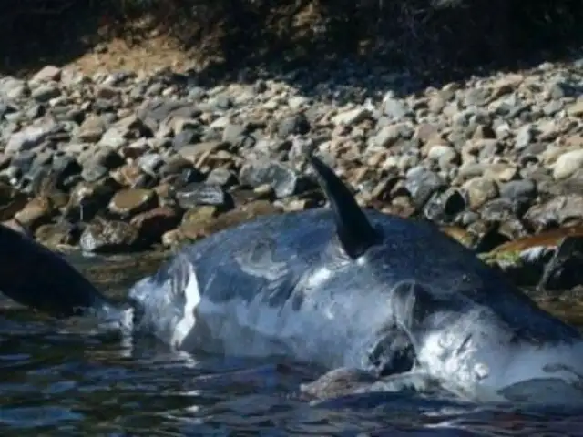 Hallan muerta a ballena embarazada con 22 kilos de plástico en su estómago [FOTOS]