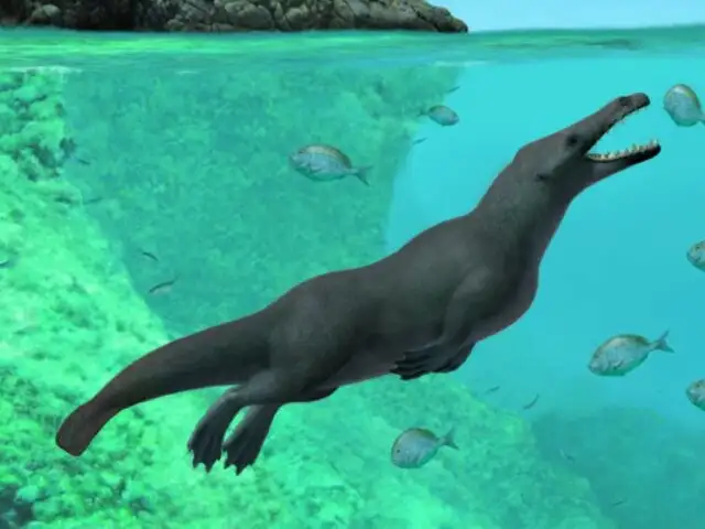 Hallan restos de una ballena de cuatro patas en la costa del Perú