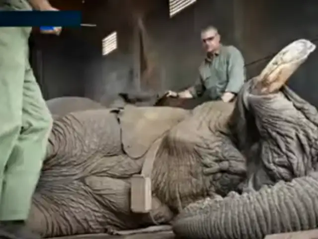 Sudáfrica: activistas salvan a elefante de la pena de muerte [VIDEO]