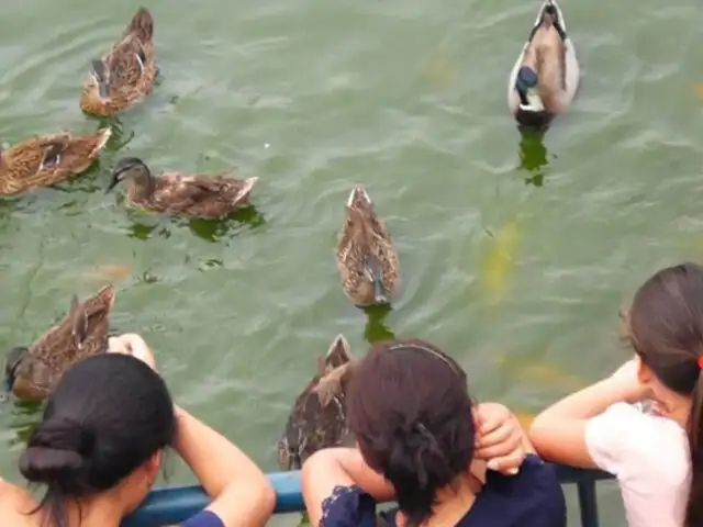 Surco: veinte patos fueron degollados en Parque de la Amistad