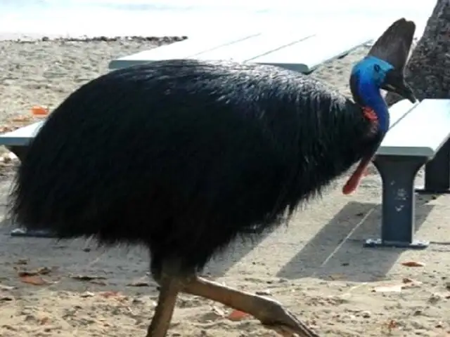 Una de las aves más peligrosas del mundo mató a su dueño con un golpe letal