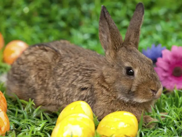 ¿Qué relación guardan el conejo y huevo de Pascua con la Semana Santa?